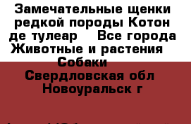 Замечательные щенки редкой породы Котон де тулеар  - Все города Животные и растения » Собаки   . Свердловская обл.,Новоуральск г.